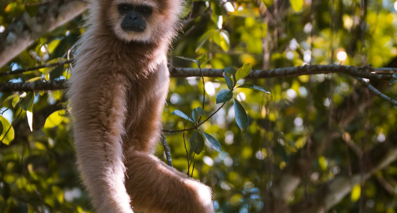What-Are-the-Benefits-of-Using-Monkey-NFTs.jpg